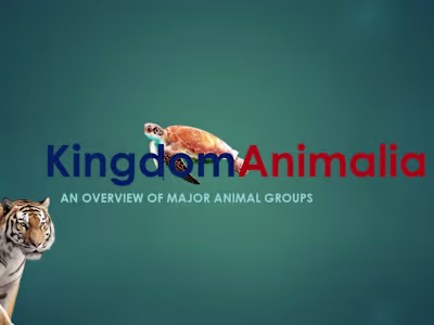Presentation On Kingdom Animalia