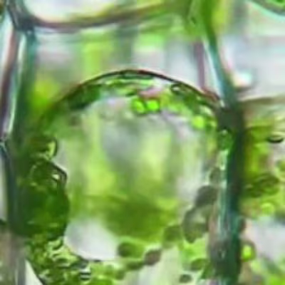 Satisfying Science on Instagram: “Plant cells in hypertonic sol…