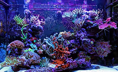 Content Writer & Manager @ FantaSEA Aquariums