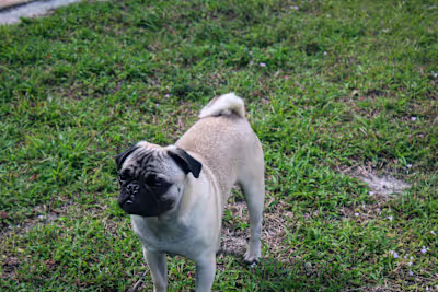 Enhancing subject focus with sift