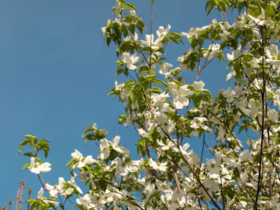 Maya’s Nature Portfolio 