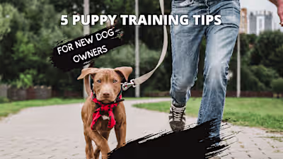 5 Puppy-Training Tips for New Dog Owners