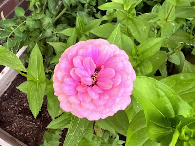 administrative services