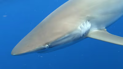 Global Shark Attack Analysis Using Excel