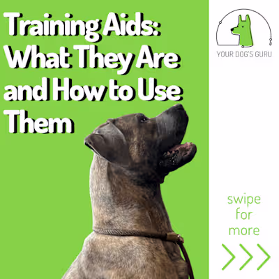 Your Dog's Guru Infographics