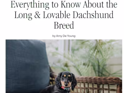 Everything to Know About the Long & Lovable Dachshund Breed