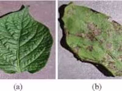 Potato disease Classification