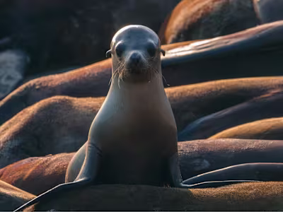 Wildlife Rescue Documentation & Conservation Advocacy