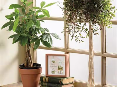 The Secret Life of Houseplants: More Than Just Decoration