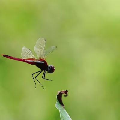 Nirish Ravindran on Instagram: ”#fly#flywithme#dragonfly#dragon…