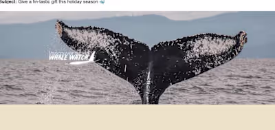 Sailing Into Success: Email Marketing for  Whale Watching 