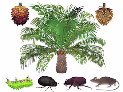African oil palm and its pests - illustrated