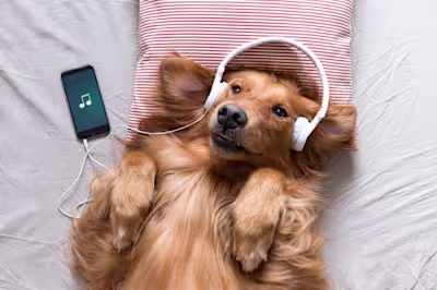 Do Dogs Like Music?