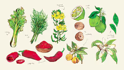 Illustrations for Diva Casa
