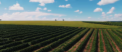 Terrena Essencia | Editor cut