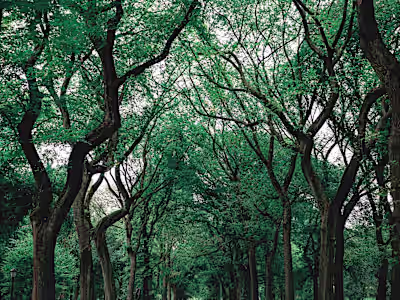 The gift of Nature