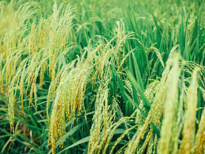 Mask RCNN in Rice Plant (Leaf Blast)