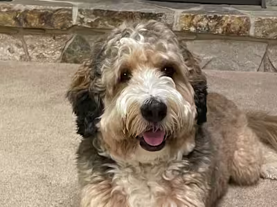 Doggo Delight: Capturing Canine Cuteness