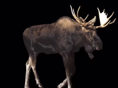 Outdoor Movie Theaters - Wireless Outdoor Cinema Company