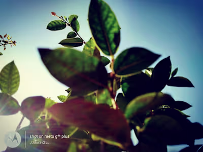 leafogram