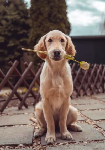 How Emotional Support Animal Doctors Heal Souls