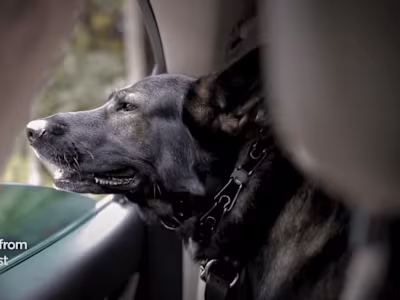 Dog Training YouTube Video Script