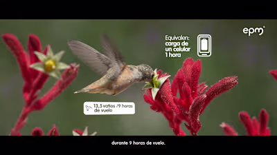 EPM (Hidroituango) - Santander - Nature 