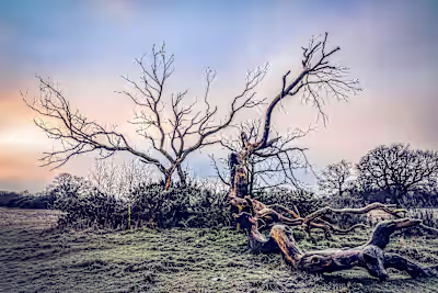 Exploring Shinrin-Yoku: A Journey Through Forest Bathing