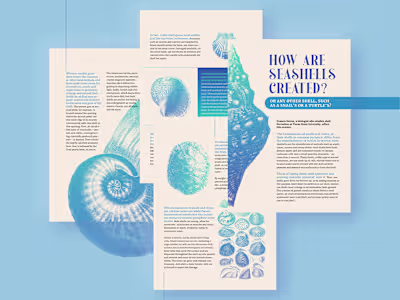 Seashells Article Design