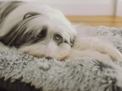 Ollie, Broadcast & Digital