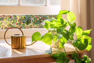 Why Golden Pothos Is the Perfect Plant for Beginner Gardeners