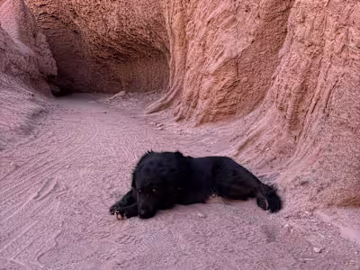 Desert Project