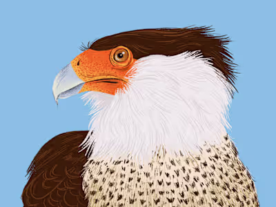 Lake Sapocó's Birds of Prey