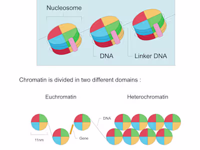 "Epigenetics: Where genes meet the environment"