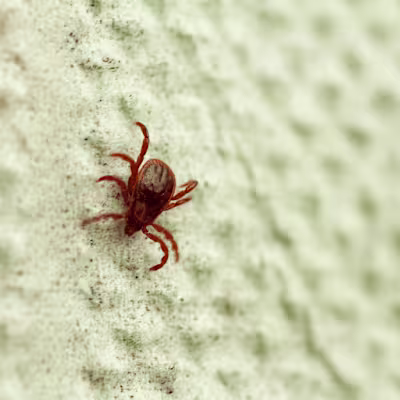 Chigger Bite Prevention and Treatment Guide