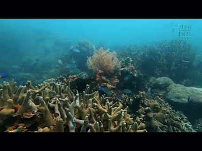 Short Documentary