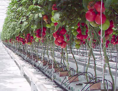 Tech Farm