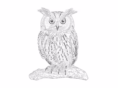 Owl Hatching Illustration Project