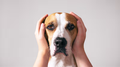 How We Can Use Animal Reiki On Our Pets