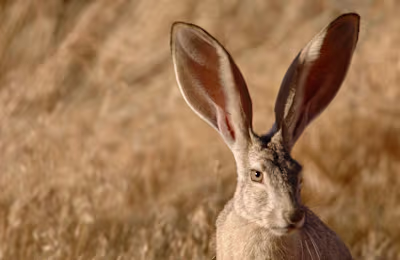 Short Story - The Jackrabbit