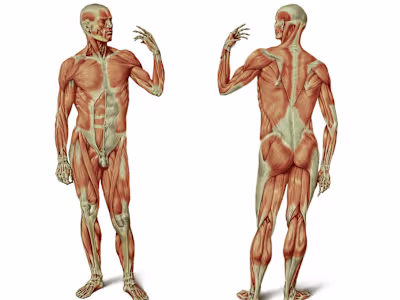 Medical illustrations