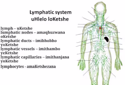 Accurate English to Zulu Translation