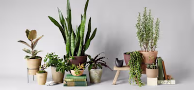 Bloomist | Make Nature Home