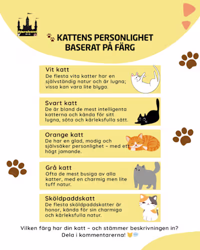 Social Media Manager for Pet