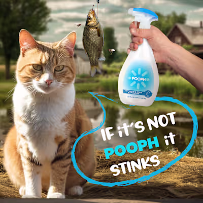Talking Animal Ad Campaign