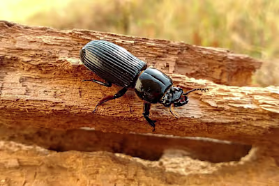 Parasites Infect These Beetles. It Might Be a Good Thing.