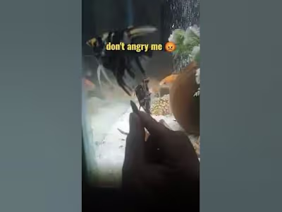 Fish loves to eat almond - YouTube