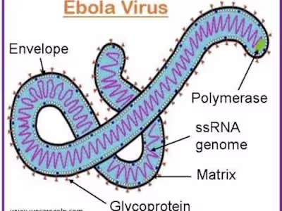 Ebola virus understanding app database 
