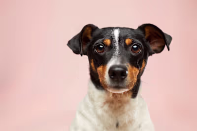 Dogs: Our Amazing Companion