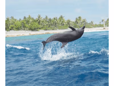 Yacht Acquisition Strategy